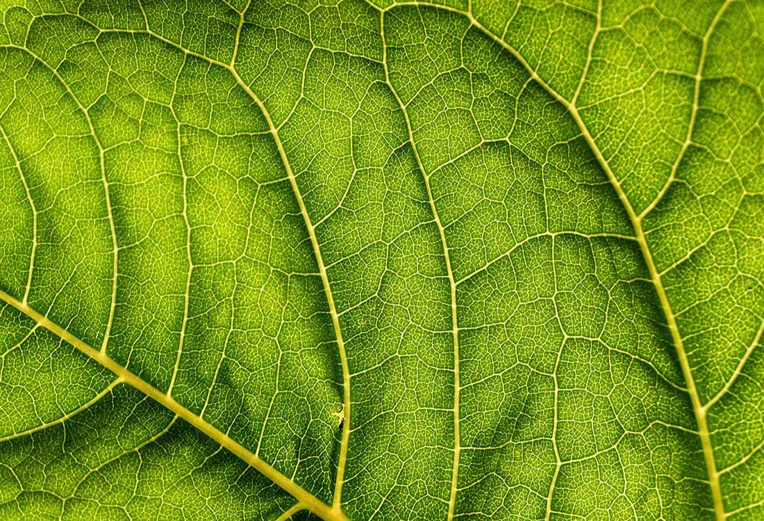 e-liquide_bio_ou_naturel
