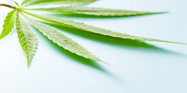 Liquide cannabidiol (CBD) : avec ou sans nicotine ?