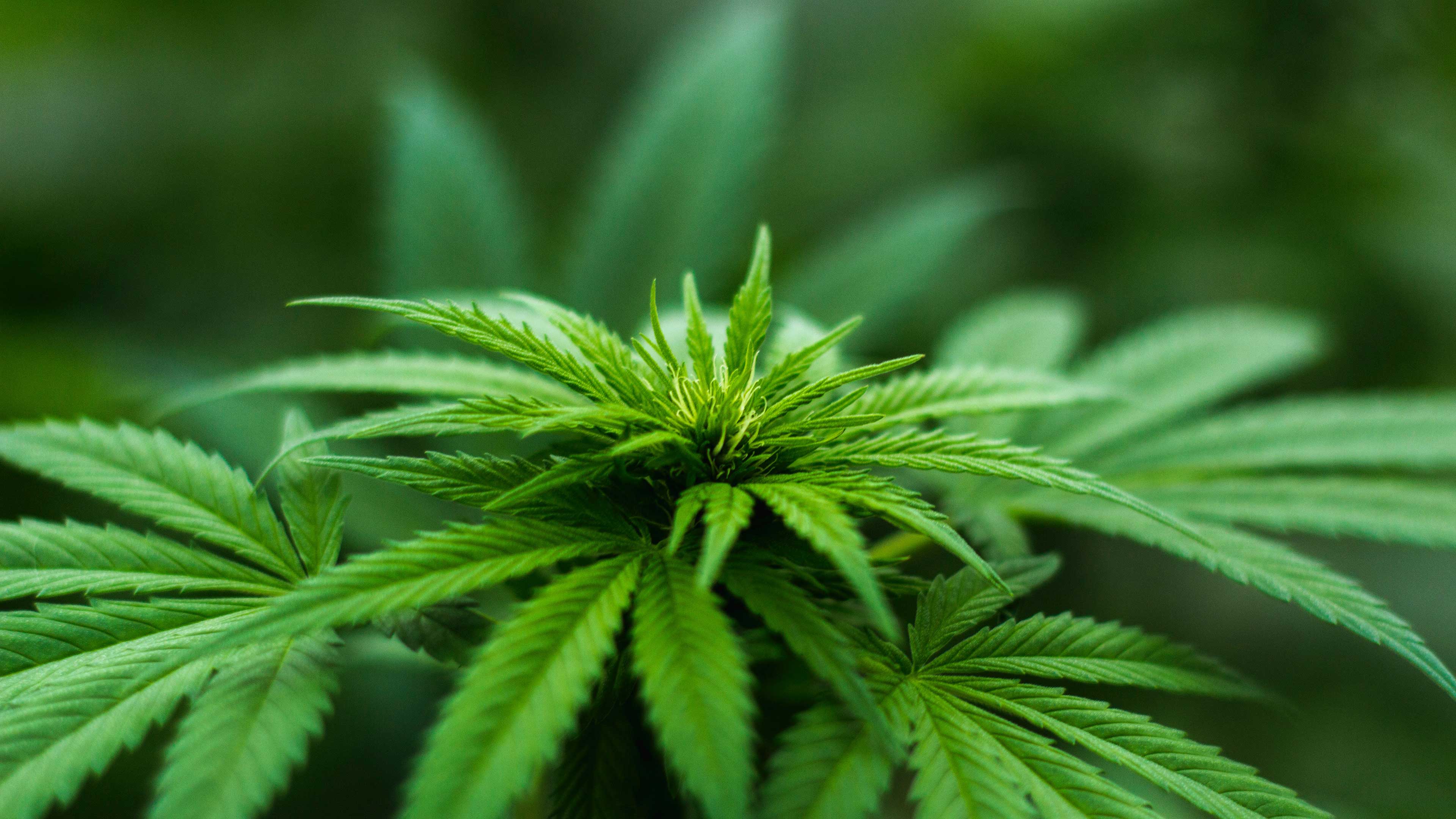 elfbar nachfüll pod läuft aus E-liquide Cannabis