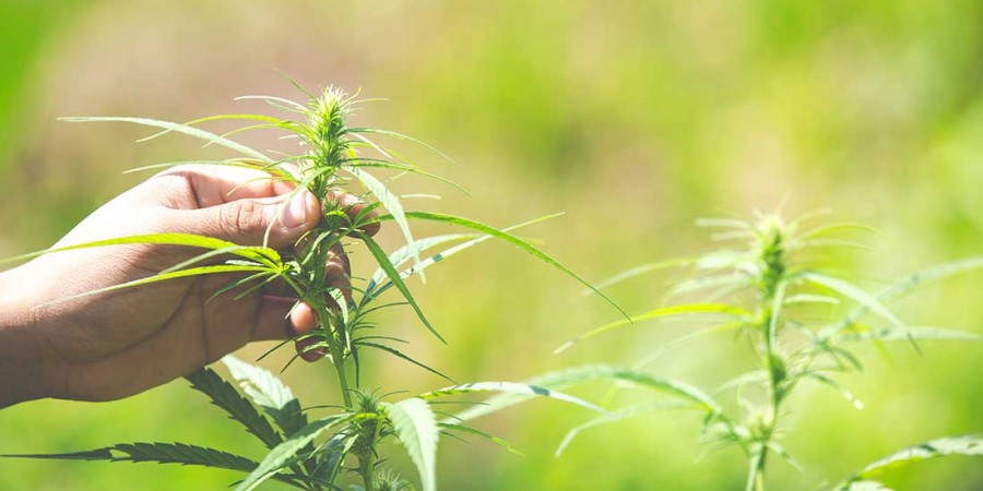 E-liquide CBD fabriqué en France