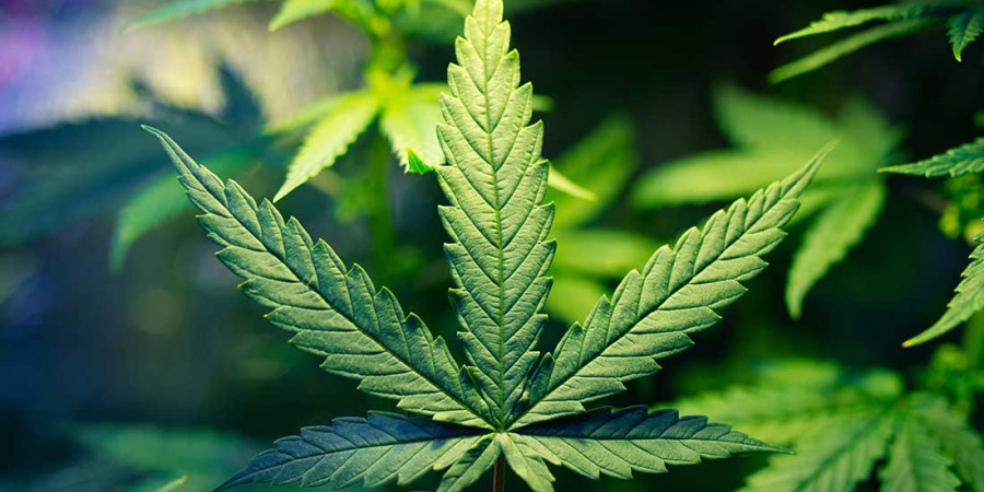 CBD e-liquide vs huile CBD : avantages, inconvénients, recommandations.
