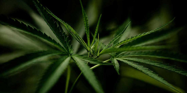 Comment fumer du CBD ?