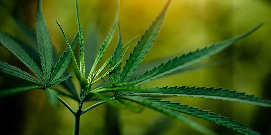 Le CBD aide-t-il à arrêter de fumer ? 