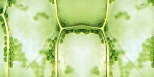 À quoi sert la glycerine végétale dans un e-liquide ?
